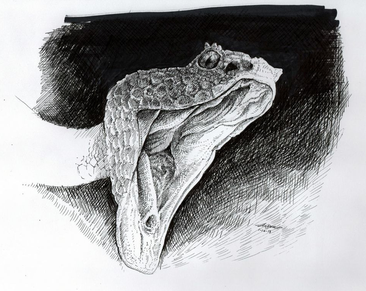 Snake Illustration: Open Mouth Study: Time-Lapse Video - Judah Creative