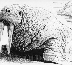 Ink drawing of a walrus by Judah Fansler, Artist & Owner at Judah Creative, a full service graphic design & Illustration studio near Branson, MO & Springfield, MO