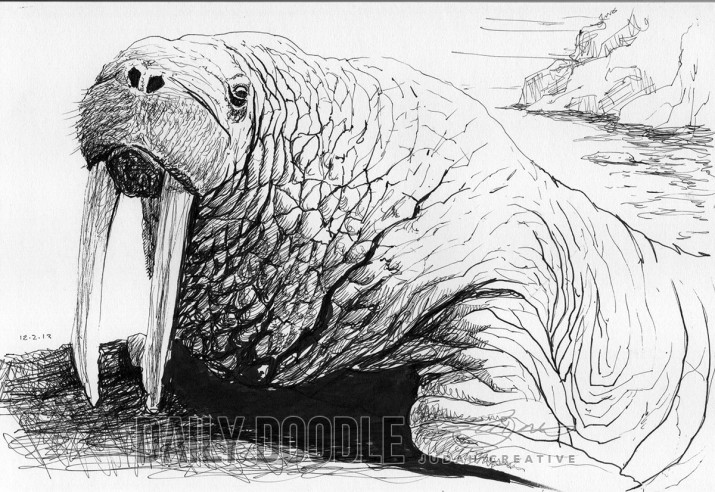 Ink drawing of a walrus by Judah Fansler, Artist & Owner at Judah Creative, a full service graphic design & Illustration studio near Branson, MO & Springfield, MO